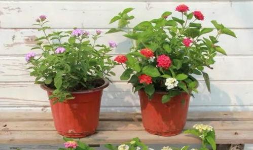 荔湾家长爆料视频最新,揭秘校园安全问题引发社会关注 第3张 荔湾家长爆料视频最新,揭秘校园安全问题引发社会关注 第3张